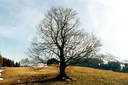 Adelboden