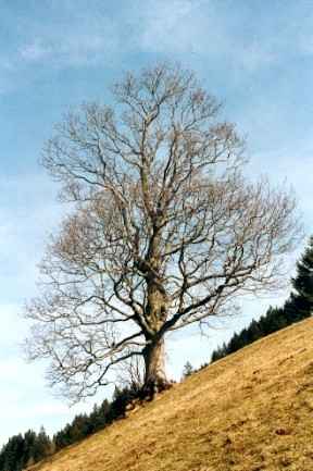 Adelboden