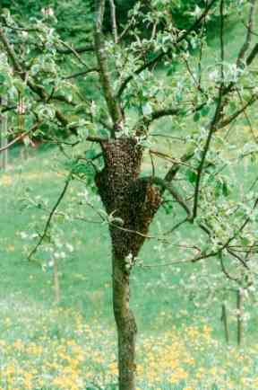 Bienenschwarm