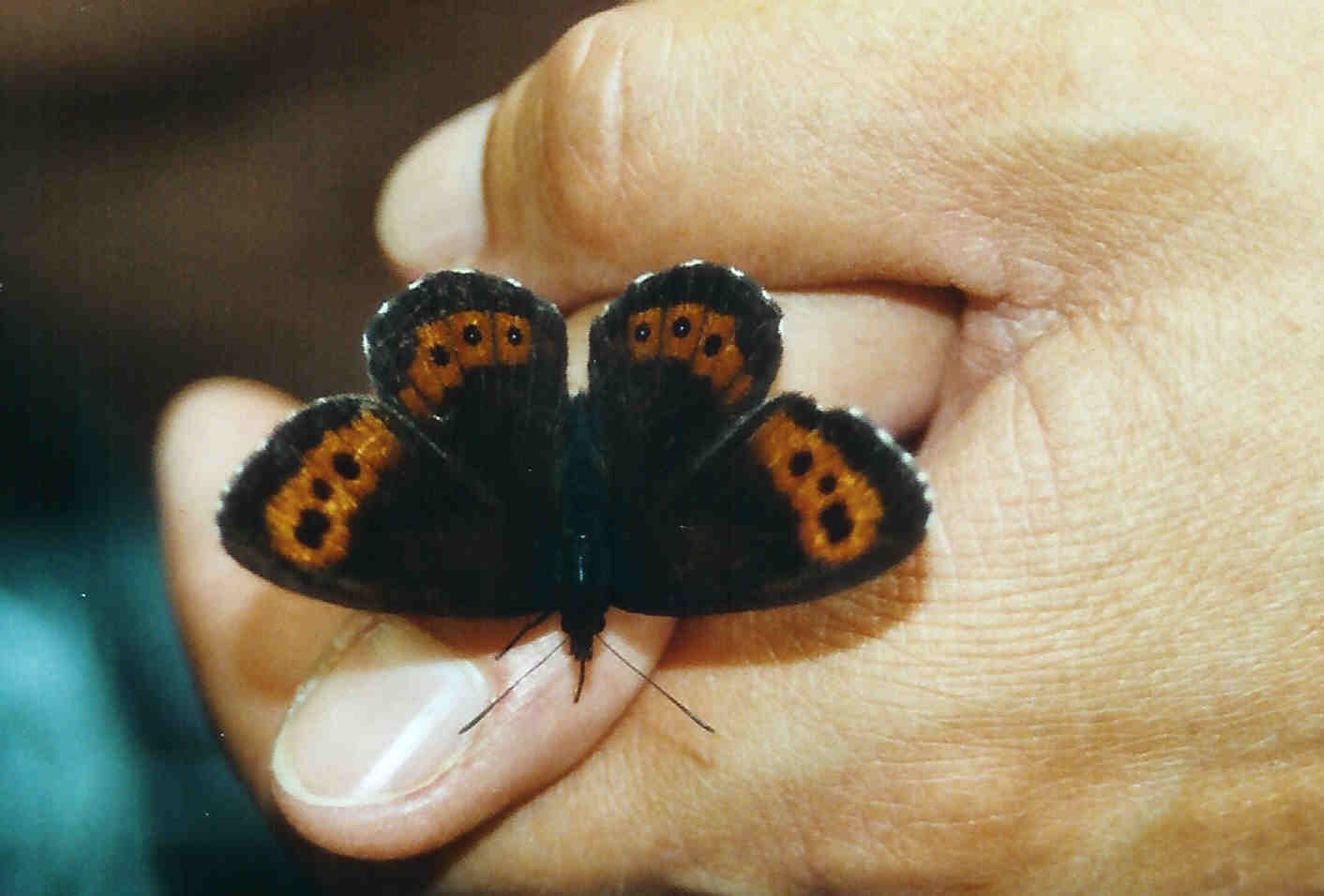 Mohrenfalter