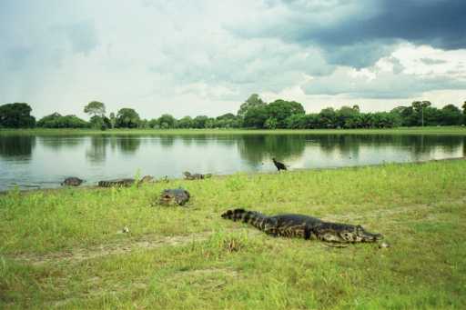 PantanalJagareVogel.jpg