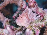 Schaukelfisch auf Koralle
