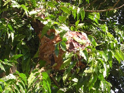 Ameisennest.jpg (65229 Byte)