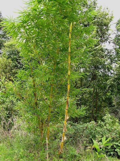 Bambus.jpg (134372 Byte)