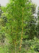 Bambus kl.jpg (14858 Byte)