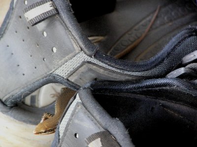 Eidechse.jpg (27739 Byte)