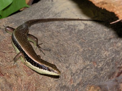 Eidechse2.jpg (39400 Byte)