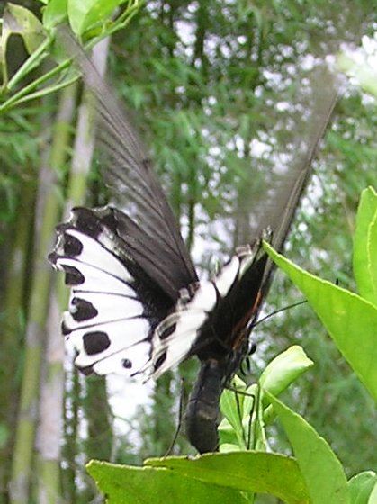 Falter.jpg (57655 Byte)