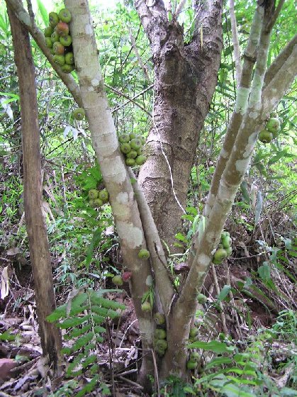 Feigen.jpg (112992 Byte)