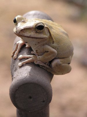 Frosch.jpg (22207 Byte)