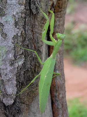 Gottesanbeterin.jpg (42097 Byte)