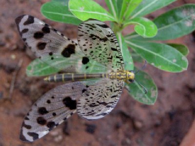 Insekt.jpg (28298 Byte)