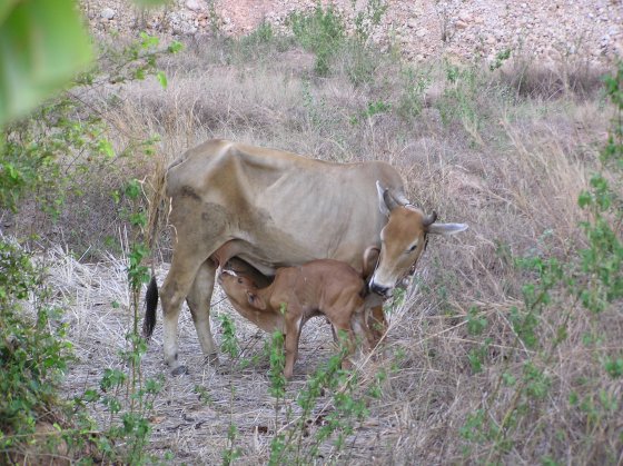 Kabu.JPG (80230 Byte)