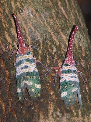 Kaefer.jpg (51394 Byte)