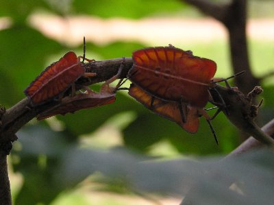 Kaefer1.jpg (20941 Byte)