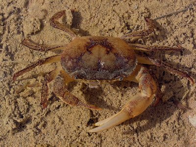 Krebs.jpg (57125 Byte)