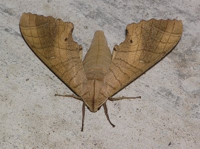 Motte.jpg (41428 Byte)