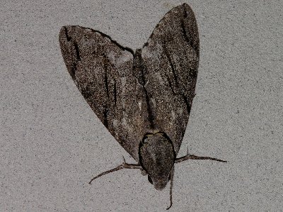 Motte1.jpg (45388 Byte)