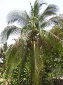 P1010051kl.jpg (9436 Byte)