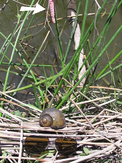 P1010054.jpg (105007 Byte)