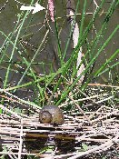 P1010054 kl.jpg (14428 Byte)