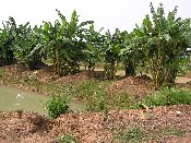 P1010055 kl.jpg (12647 Byte)