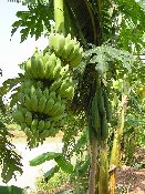 P1010096 kl.jpg (13598 Byte)