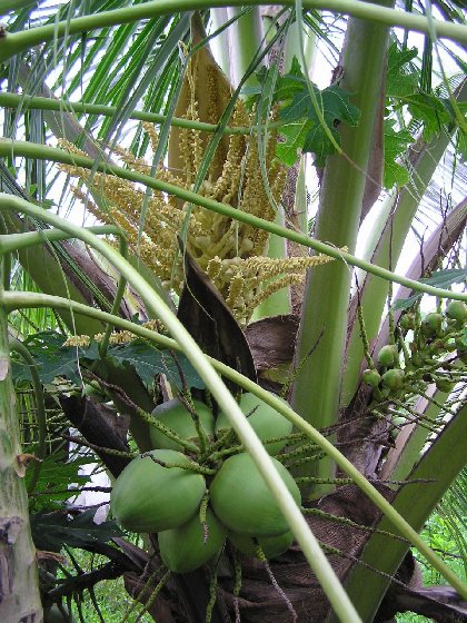 P1010133.jpg (96922 Byte)