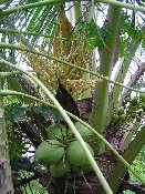 P1010133 kl.jpg (13528 Byte)