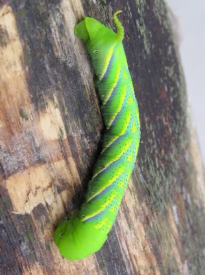 Raupe.jpg (39301 Byte)