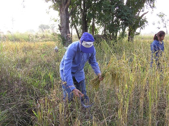 Reisernte.jpg (116316 Byte)