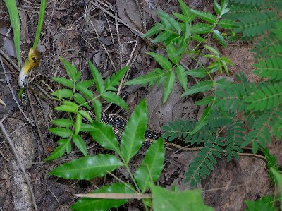 Schlange.jpg (50166 Byte)