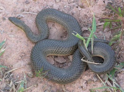 Schlange 2.jpg (41753 Byte)