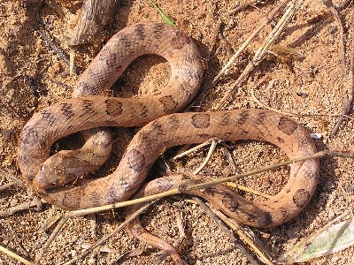 Schlange 3.jpg (71510 Byte)