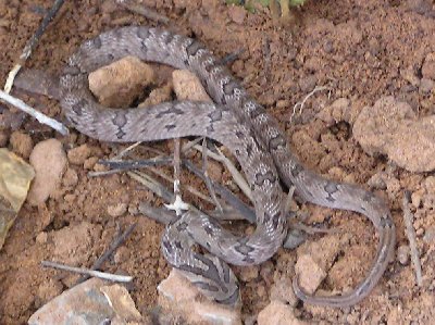 Schlange 5.jpg (46980 Byte)