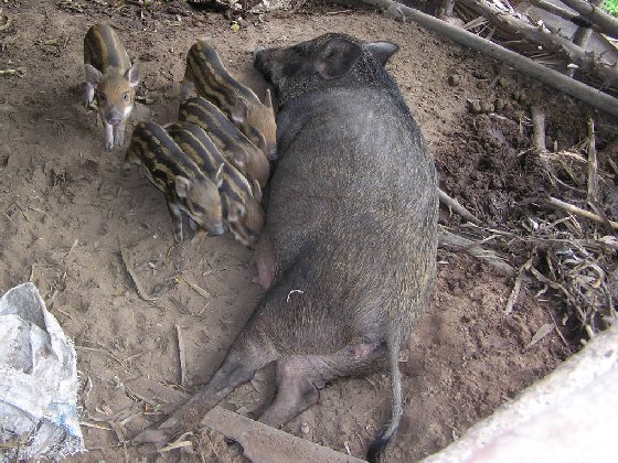 Schweine.jpg (92060 Byte)