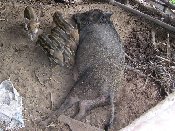 Schweine kl.jpg (11495 Byte)
