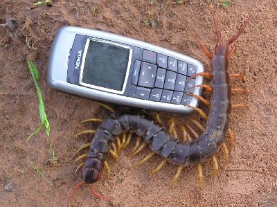 Skolopender.jpg (48635 Byte)