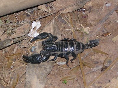 Skorpion.jpg (40540 Byte)