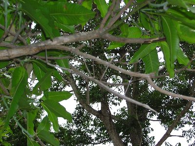 Stabheuschrecke.jpg (54653 Byte)