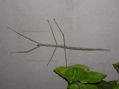 Stabheuschrecke2.jpg (19704 Byte)