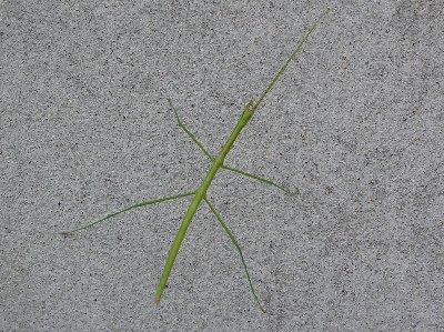 Stabheuschrecke3.jpg (52339 Byte)