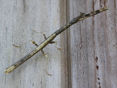 Stabheuschrecke4.jpg (47583 Byte)