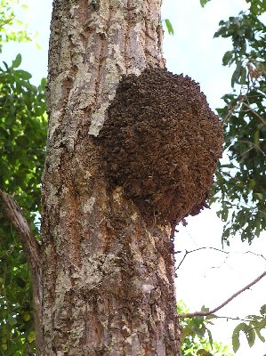 Termiten.jpg (54159 Byte)