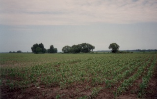Acker bei Mosonmagyarovar