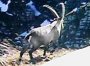 Tiere: Steinbock im Toggenburg (SG)