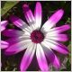 Blume-7727k.jpg