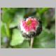 DSC00528.JPG