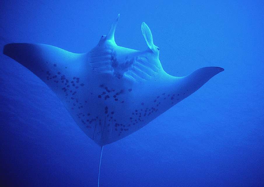 Manta ray Mantarochen