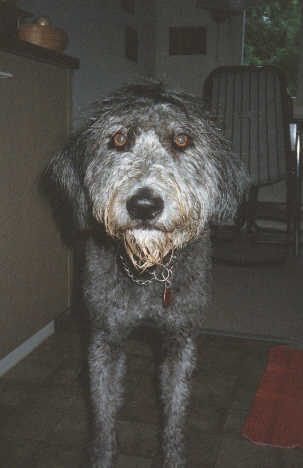 pet11.jpg